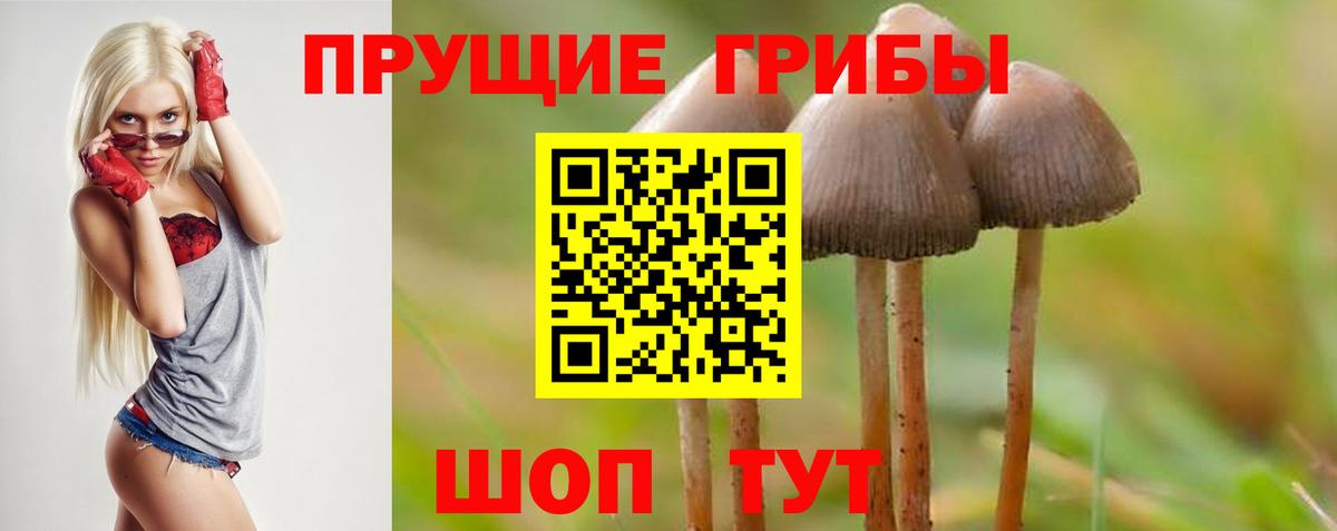 Галлюциногенные грибы Psilocybe Элиста